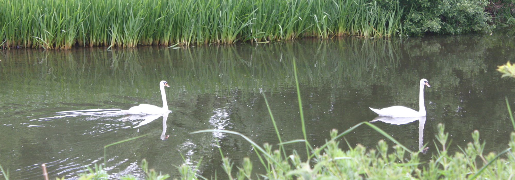 Two swans on the river