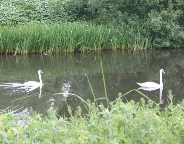 Two swans on the river